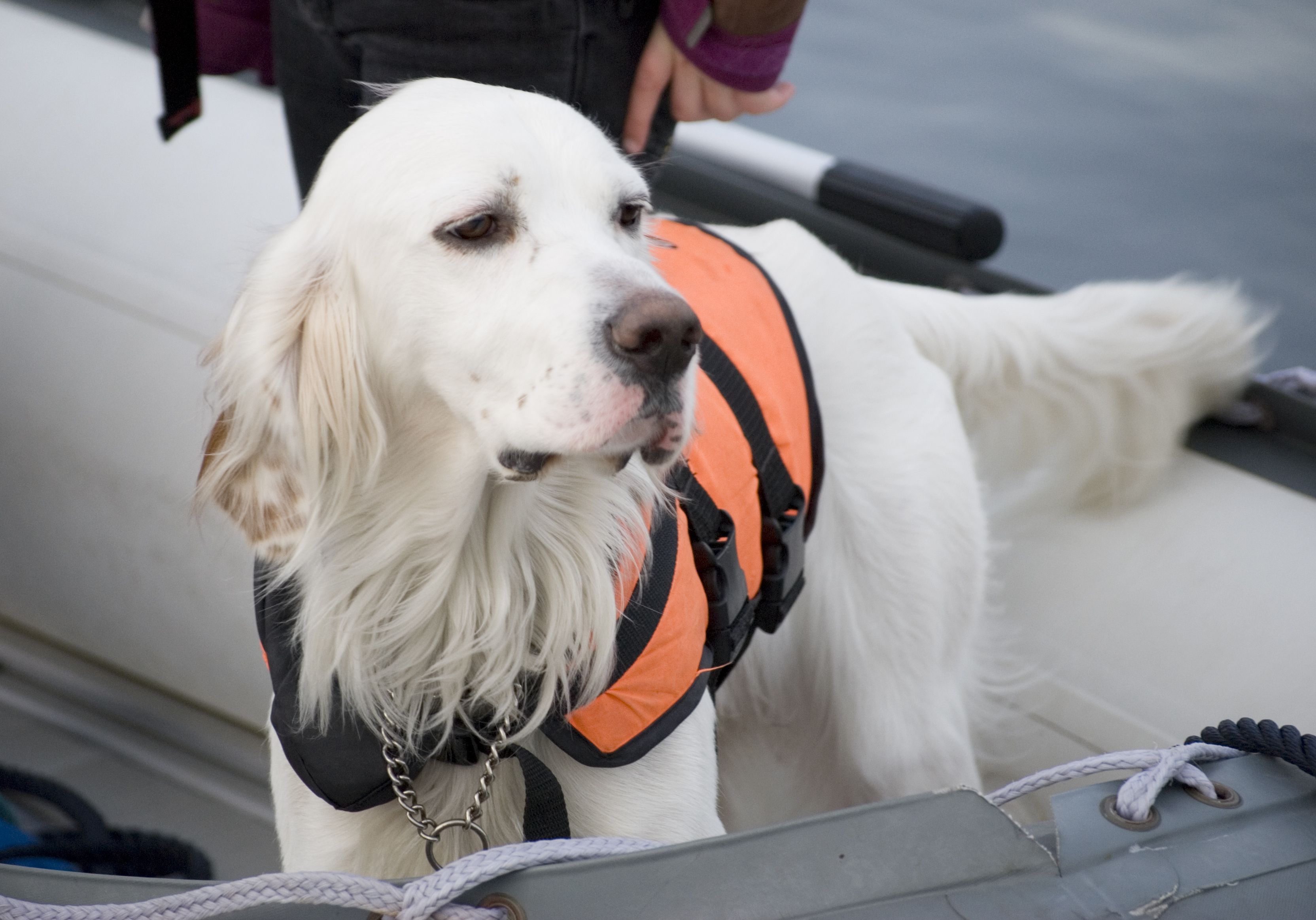 Pets on a Sailing Trip – Tricks and Tips