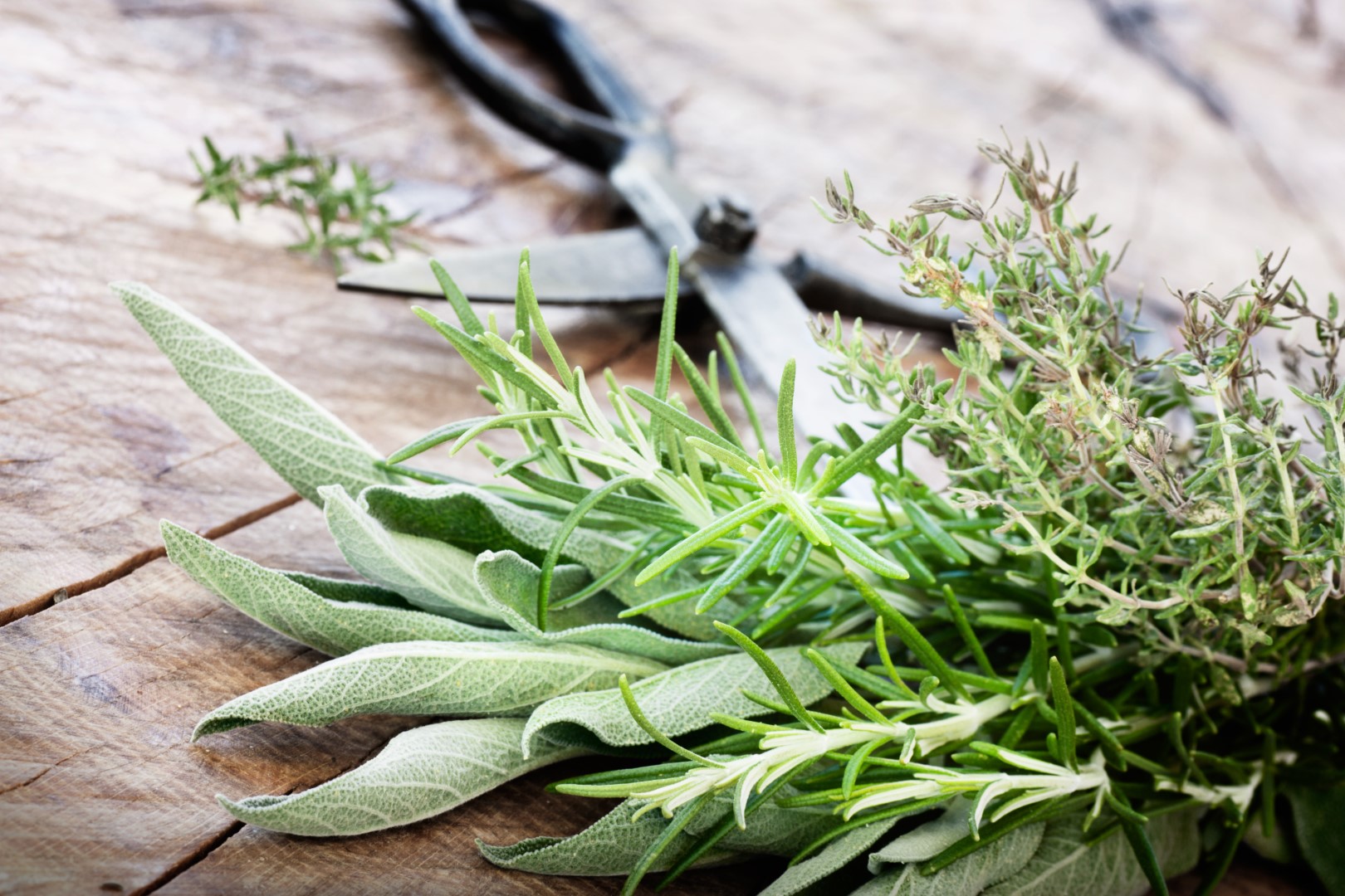 Mediterranean herbs