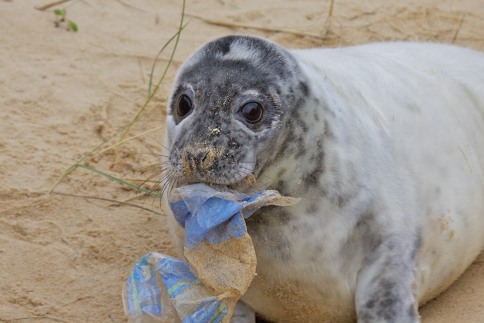 Seal and Sea Pollution