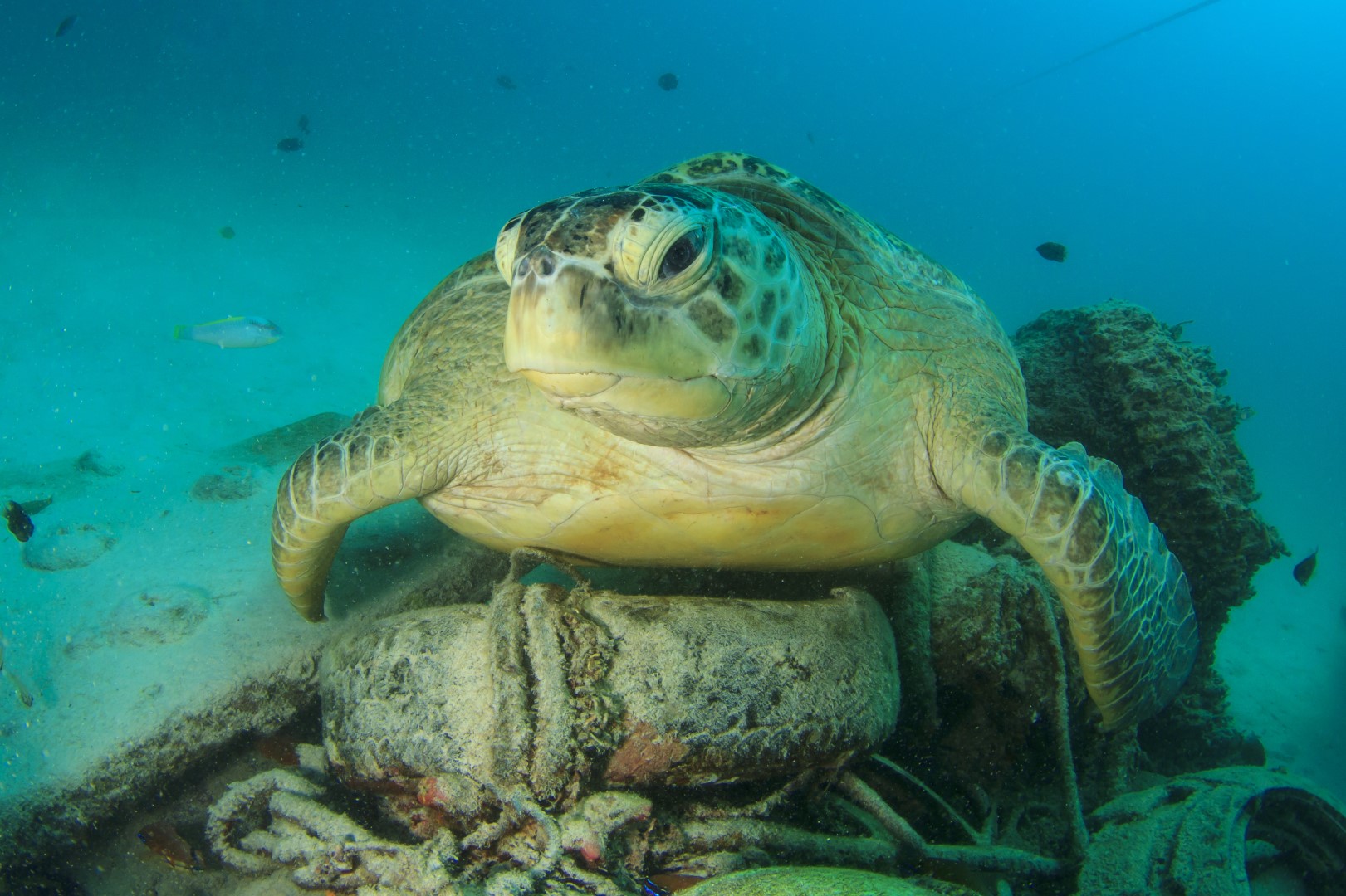 Turtle and Sea Pollution