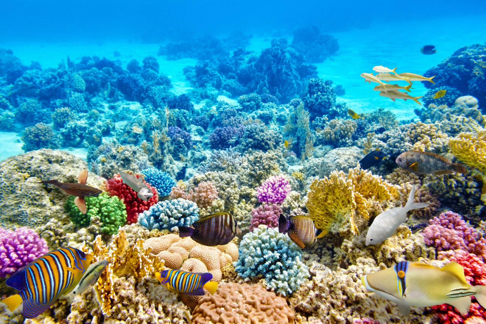 Why Coral Reef Protection Is Very Important - SailingEurope Blog