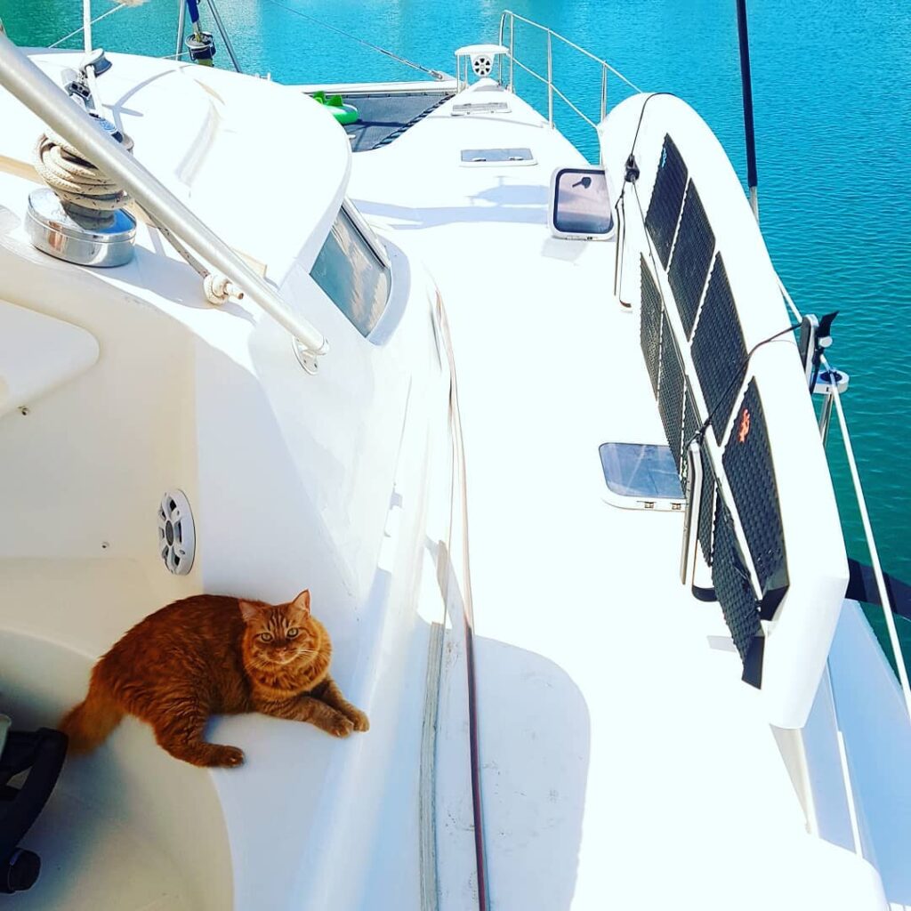 Sailing with a cat