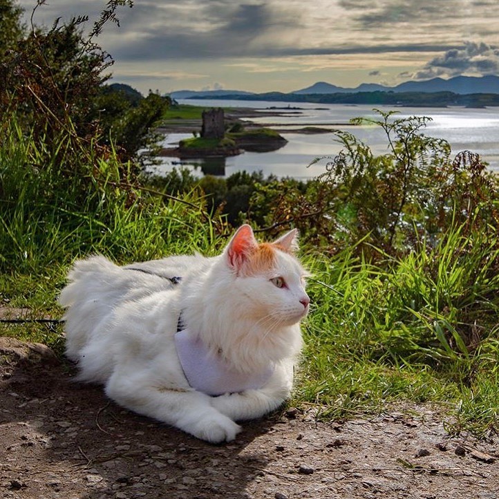 Sailing with a cat