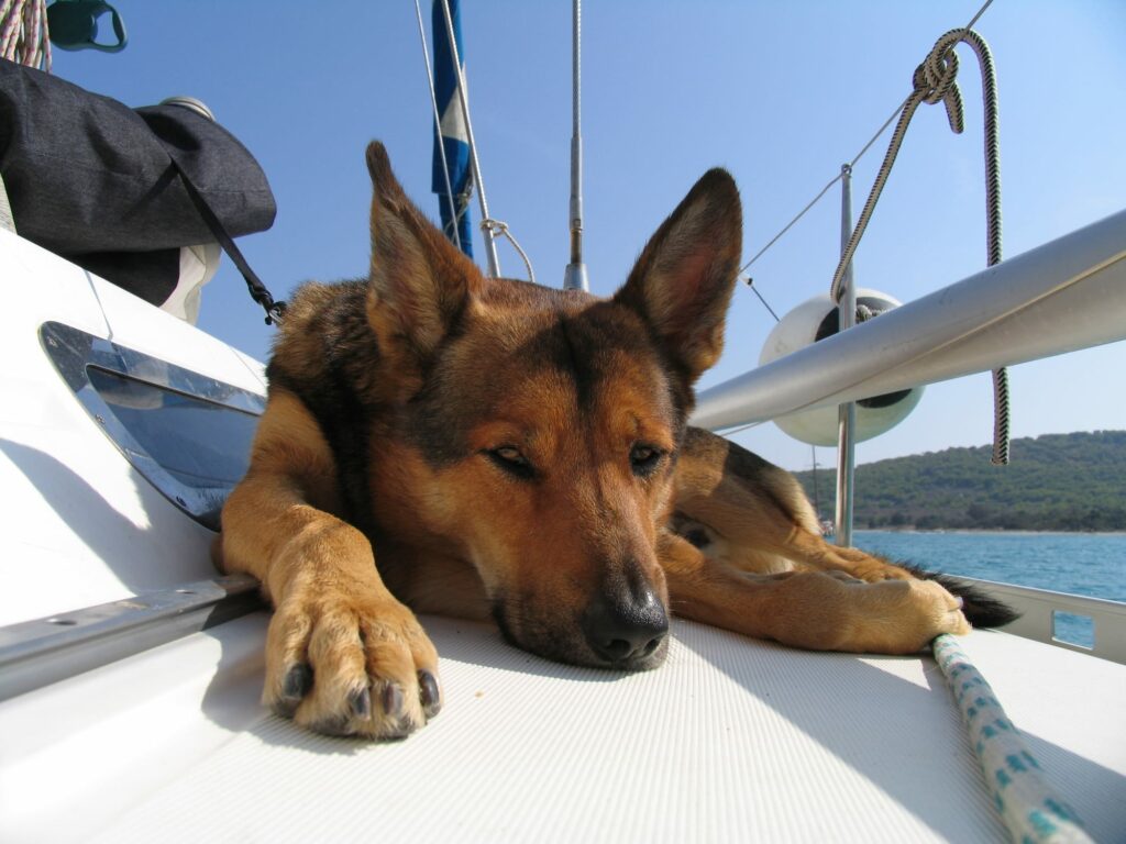 Dog on board