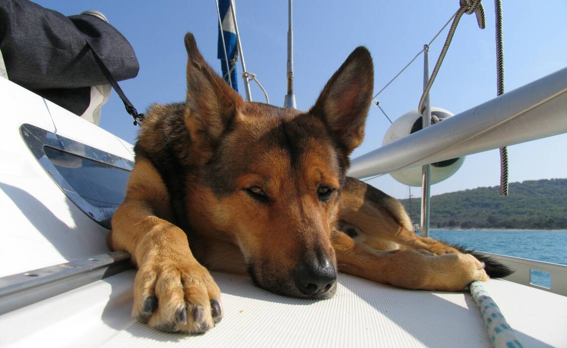 Haustiere an Bord einer Yacht
