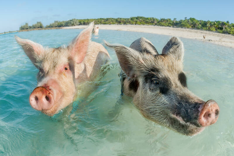 Principales razones para visitar las Bahamas - Nadar con cerdos