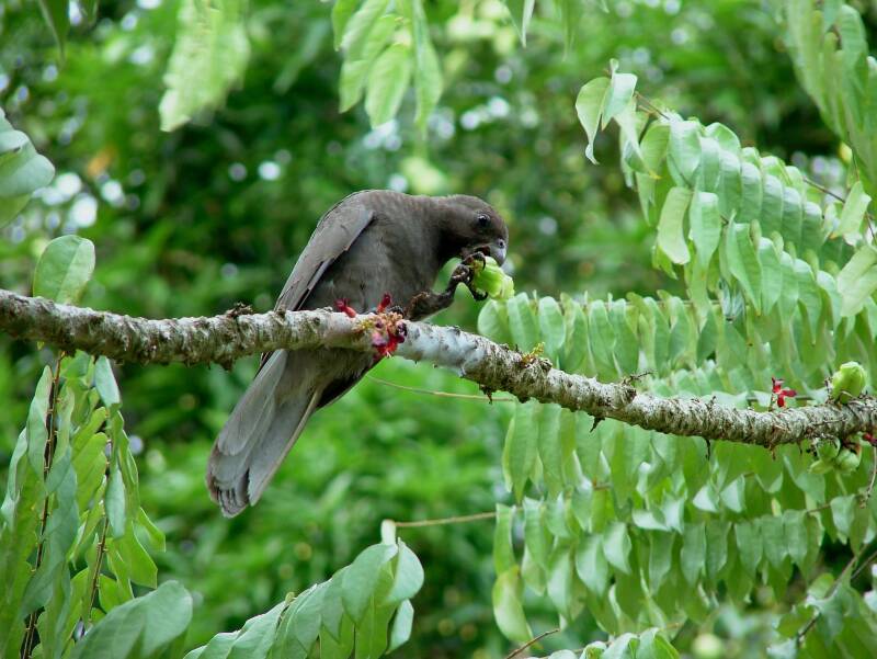 Seychelles Praslin Black Parrot