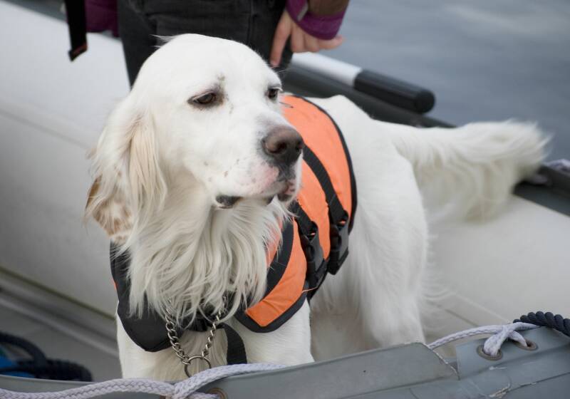 Haustier Hund Segeln