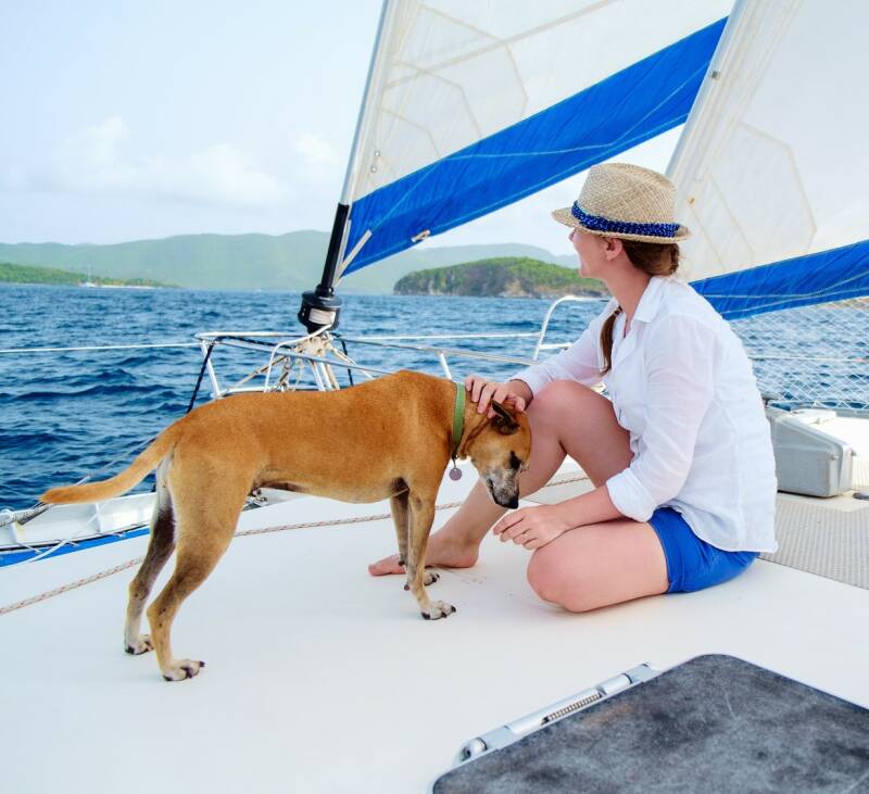 Sailing pet dog