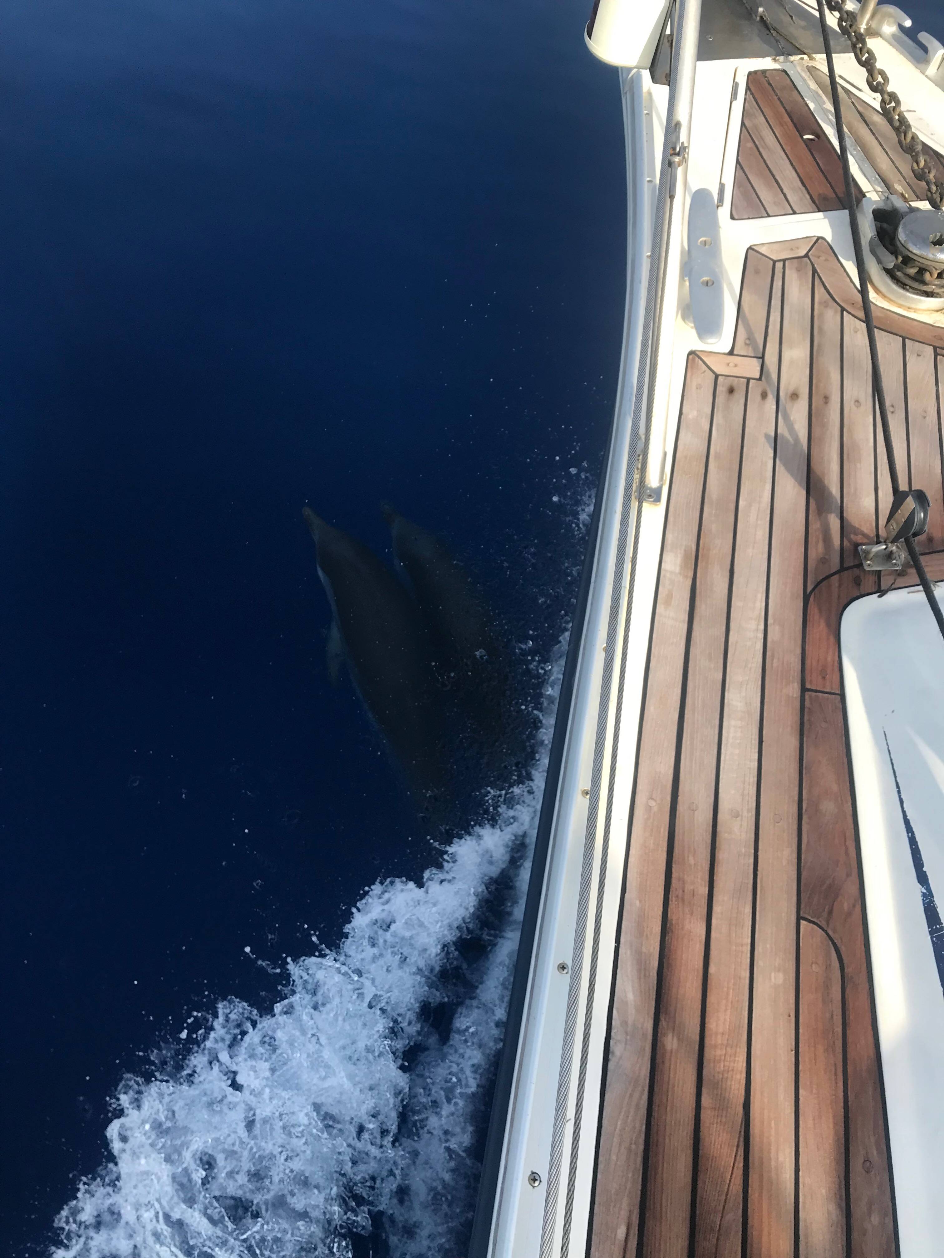 Ocean Star 51.2 Hermes